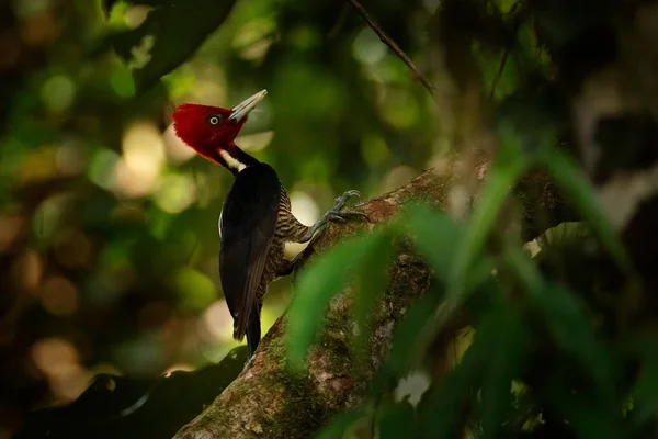 Pale Billed Woodpecker Campephilus Guatemalensis Sitting Branch Nesting Hole Black — Stock Photo, Image