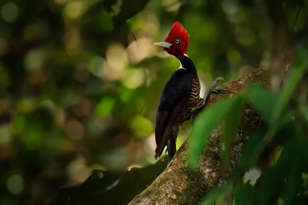 Systematyka Campephilus Gayaquilensis Siedząc Gałęzi Zagnieżdżanie Otworu Czarny Czerwony Ptak — Zdjęcie stockowe