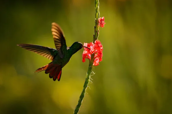 Rode Tailed Kolibrie Amazilia Tzacatl Vogel Met Het Vliegen Naast — Stockfoto