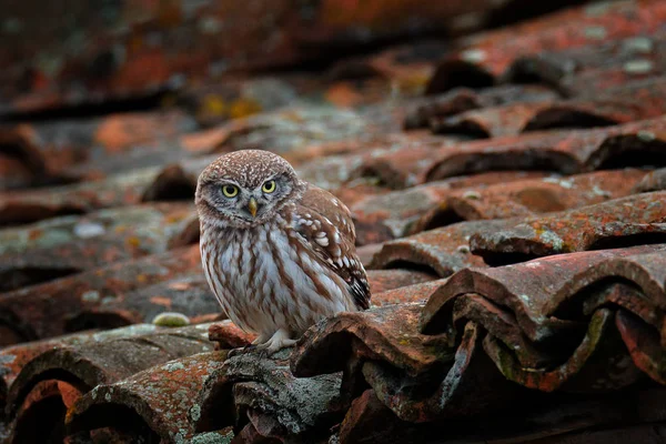 Pequeno Coruja Athene Noctua Pássaro Azulejo Velho Telhado Vida Selvagem — Fotografia de Stock