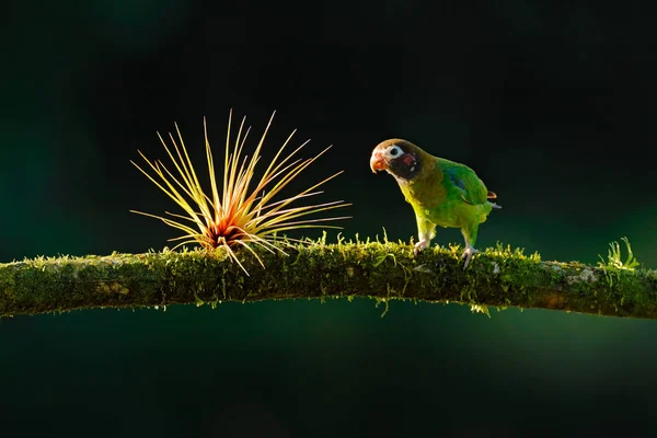 茶色のフード付きオウム Pionopsitta Haematotis 茶色の頭光の緑の鸚鵡の肖像画 詳細中央アメリカから鳥のクローズ アップの肖像画 熱帯の自然 バックライトから野生動物のシーン — ストック写真