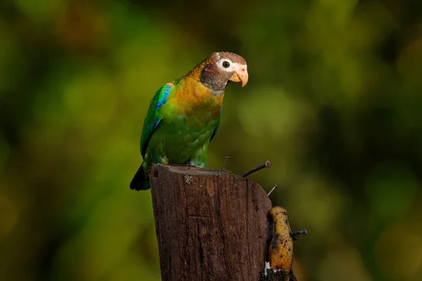 Loro Con Capucha Marrón Hematotis Pionopsitta Retrato Loro Verde Claro — Foto de Stock