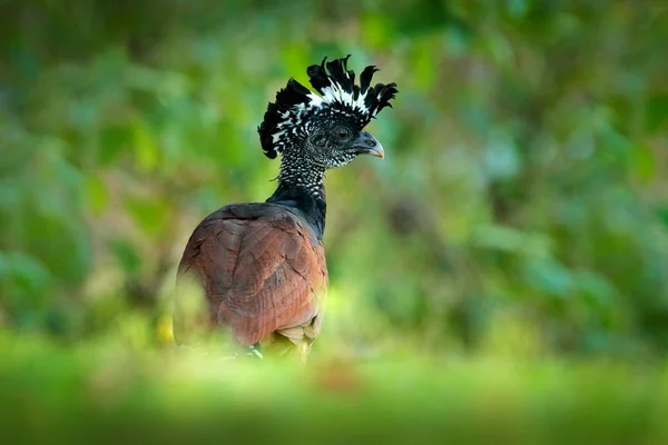 大Curassow Crax Rubra 自然生息地の黄色の法案を持つ大きな黒い鳥 コスタリカ 熱帯林からの野生動物のシーン 緑の草の中に茶色の鳥 熱帯の自然 ジャングルバード — ストック写真