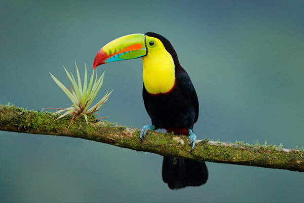 Wildlife from Yucatn, Mexico, tropical bird. Toucan sitting on the branch in the forest, green vegetation. Nature travel holiday in central America. Keel-billed Toucan, Ramphastos sulfuratus.  