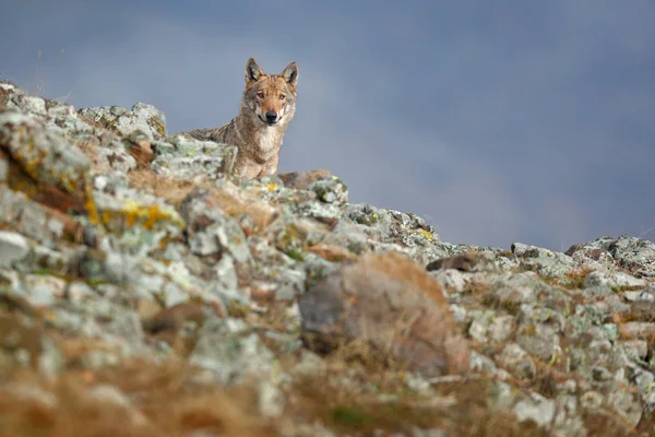 Lobo Selvagem Lúpus Canis Habitat Natural Bonito Animal Pedra Colina — Fotografia de Stock