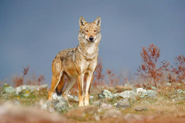 野生狼 金丝雀狼疮 在自然栖息地 美丽的动物在石山 面孔联络在岩石 罗多普斯山保加利亚 来自大自然的野生动物场景 食肉动物的画像 美丽的狼 — 图库照片