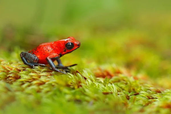 红草莓毒飞镖蛙 在自然栖息地 哥斯达黎加 毒红蛙的特写镜头 热带地区罕见的两栖动物 野生动物丛林 森林里的青蛙 — 图库照片