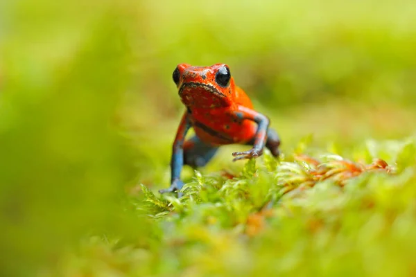 Kırmızı Çilek Zehirli Kurbağası Doğa Ortamlarında Kosta Rika Dendrobates Pumilio — Stok fotoğraf