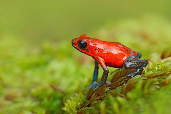 개구리 Dendrobates Pumilio 코스타리카에서 개구리의 클로즈업 초상화입니다 양용은 트로픽 동물의 — 스톡 사진