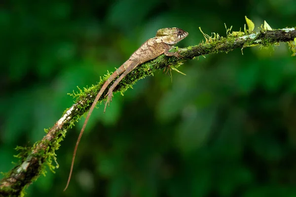 Helmeted 리스크가 Corytophanes Cristatus 가지에 식물에서 도마뱀 꼬리와 크레스트 파충류입니다 — 스톡 사진