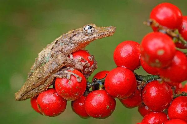 Scinax Boulengeri Boulenger Snouted Treefrog Anfibio Tinny Con Flor Roja — Foto de Stock