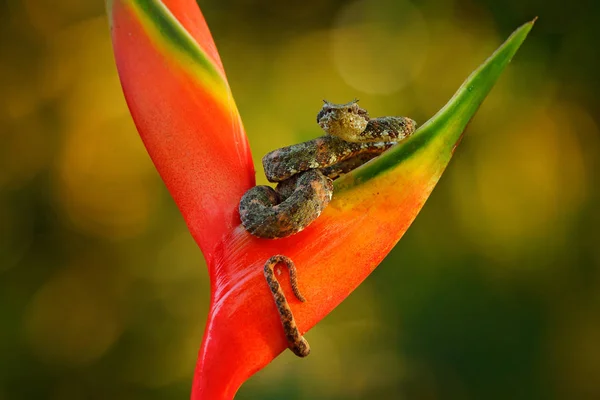 Eyelash Palm Pitviper Bothriechis Schlegeli Red Wild Flower Wildlife Scene — Stock Photo, Image