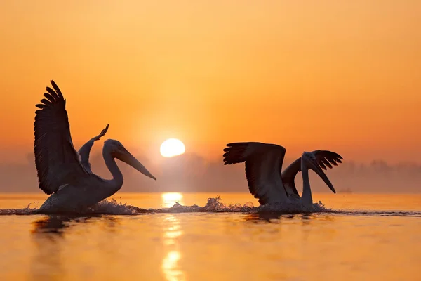 Kerkini 그리스에서 Pelecanus 일출과 새입니다 날개와 칸입니다 자연에서 장면입니다 조류와 — 스톡 사진