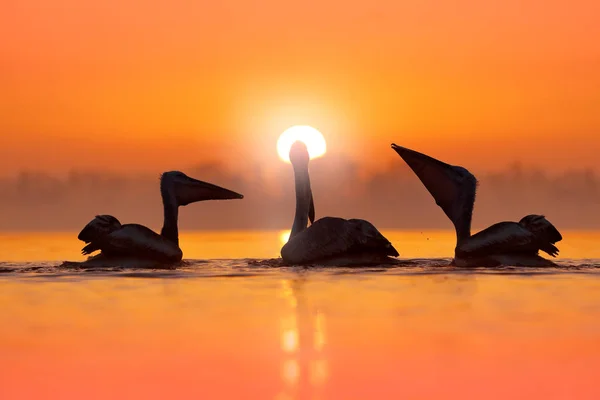 Tepeli Pelikan Lake Kerkini Yunanistan Pelecanus Crispus Sabah Kuş Pelikan — Stok fotoğraf