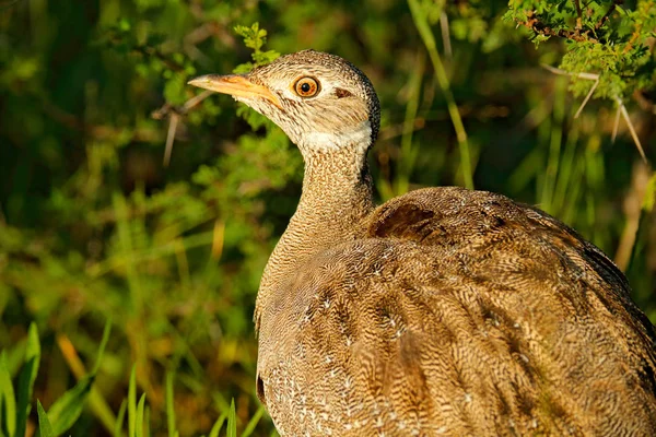 Czerwony Crested Korhaan Drop Lophotis Ruficrista Ptak Trawa Światło Poranka — Zdjęcie stockowe