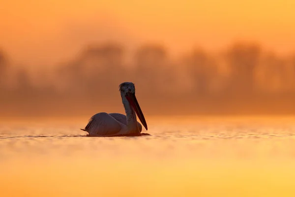 Dalmatinischen Pelikan Pelecanus Crispus Lake Kerkini Griechenland Vogel Mit Morgensonnenaufgang — Stockfoto