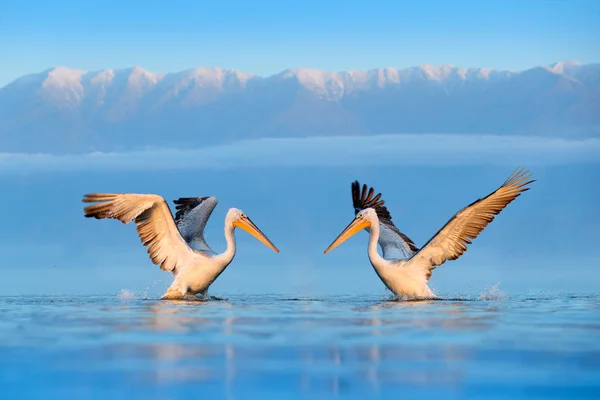 Kerkini 그리스에서 Pelecanus 표면에 Palican입니다 자연에서 장면입니다 백그라운드에서 — 스톡 사진