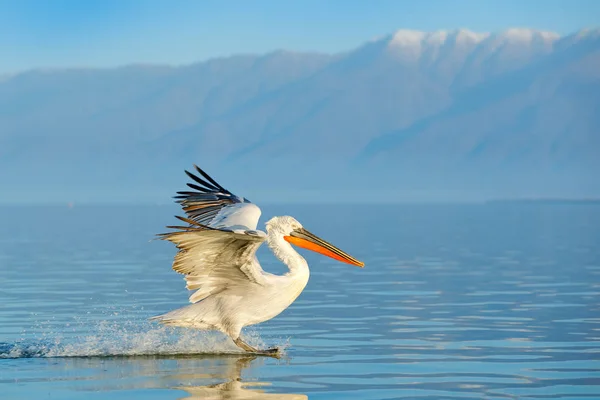 ニシハイイロ ペリカン Kerkini ギリシャでのペリカン ナガバギシギシ 青い水面に Palican ヨーロッパ自然から野生動物のシーン 背景の山の鳥 — ストック写真