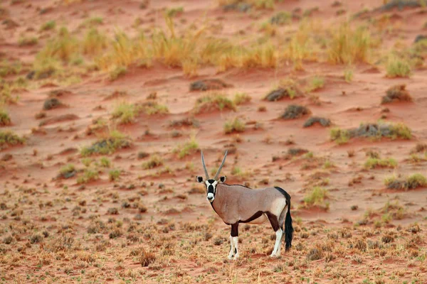 Gemsbok Mit Orangefarbener Sanddüne Bei Sonnenuntergang Gemsbock Oryx Gazella Große — Stockfoto