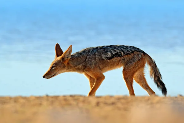 Шакал Вечерний Солнечный Свет Black Backed Jackal Canis Mesomelas Mesomelas — стоковое фото