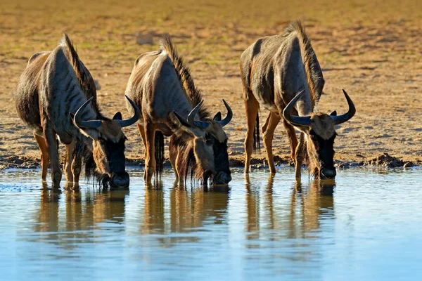 Gnu Dricka Blue Wildebeest Connochaetes Taurinus Ängen Stora Djur Naturen — Stockfoto