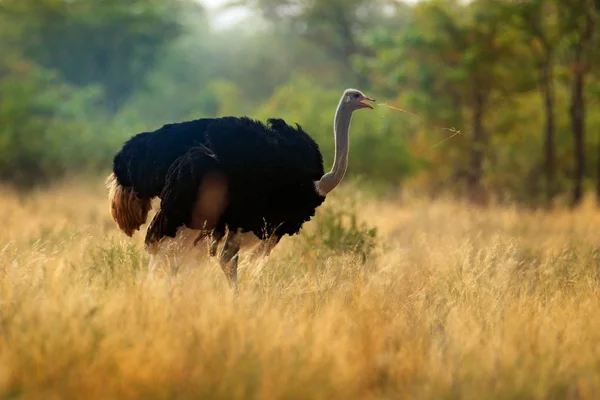 Strusia Struthio Camelus Duży Ptak Żywienie Zielona Trawa Savannah Kruger — Zdjęcie stockowe