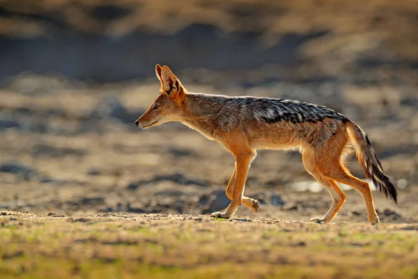 Chacal Luz Solar Noite Black Backed Jackal Canis Mesomelas Mesomelas — Fotografia de Stock