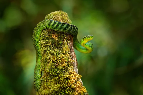 Bothriechis Nubestris Talamancan パーム Pitviper 自然の生息地 新しい正貨 Viper 熱帯林で珍しい 暗いジャングルの中で蛇を毒します — ストック写真
