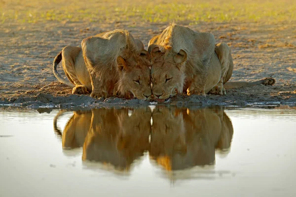 Leones Bebiendo Agua Retrato Pareja Leones Africanos Panthera Leo Detalle —  Fotos de Stock