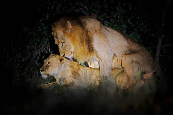 Animal love, male and female. Lion, Panthera leo bleyenberghi, mating action scene in Kruger National Park, Africa. Animal behavior in the nature habitat, male and female in dark night.