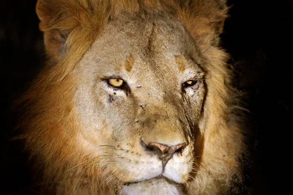 Poškozená Detail Noční Portrét Lva Africký Lev Panthera Leo Detail — Stock fotografie