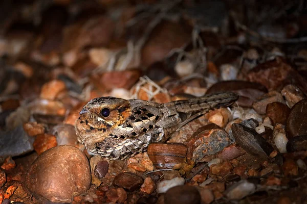 Moçambique Nightjar Caprimulgus Fossii Sentado Estrada Kruger África Sul Pássaro — Fotografia de Stock