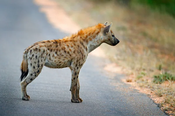 Hyène Tachetée Crocuta Crocuta Sur Route Asphaltée Animal Behaviour Nature — Photo