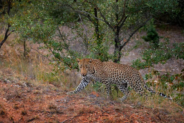 Gato Selvagem Escondido Retrato Vegetação Árvore Floresta Agradável Grande Leopardo — Fotografia de Stock