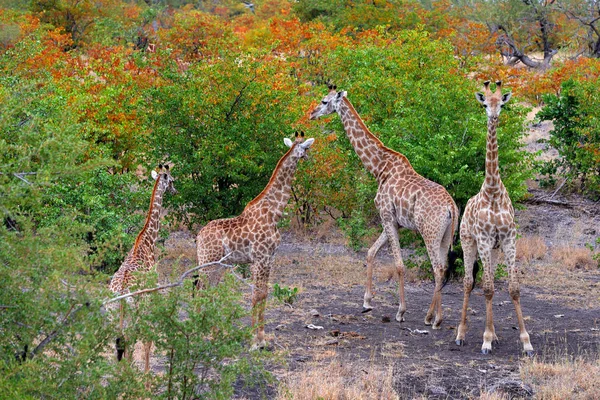 Groupe Girafes Près Trou Eau Forêt Automne Orange Kruger Afrique — Photo
