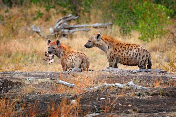 Spotted hyena, Crocuta crocuta, two angry animals with catch. Small hippo in hyenas muzzle. Animal behaviour from nature, wildlife in Kruger National Park, Africa. Hyena in savannah habitat.