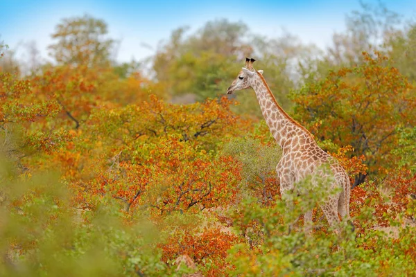 Giraffe Blauwe Hemel Het Oranje Herfst Bos Groene Rode Vegetatie — Stockfoto