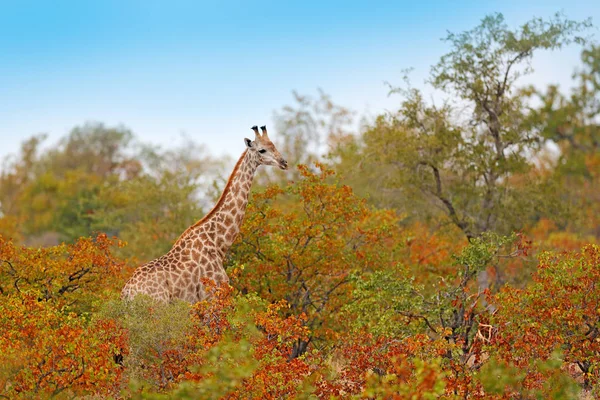 Wildlife Scene Nature Evening Light Wood Okavango Delta Africa Giraffe — Stock Photo, Image