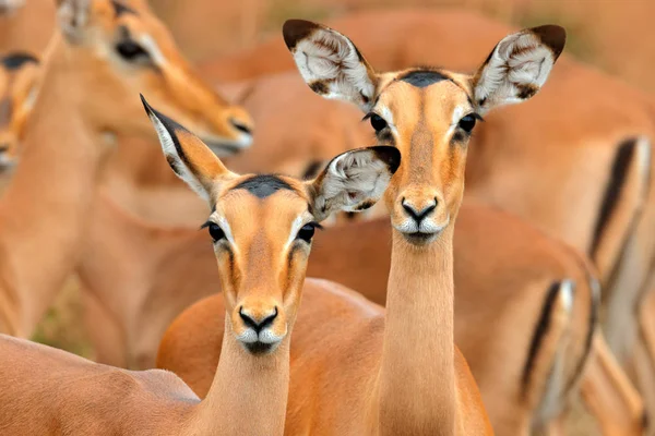 Impalas Grama Com Sol Noite Retrato Escondido Vegetação Animal Natureza — Fotografia de Stock