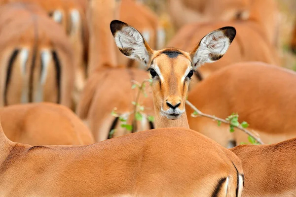 Cabeça Antílope Imagem Engraçada Belas Impalas Grama Com Sol Noite — Fotografia de Stock