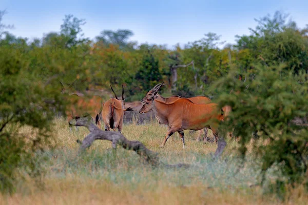 エランド Anthelope イランド亜属オリックス 自然の生息地で大きな黒いアフリカ哺乳類 緑豊かな植生 クルーガー国立公園 南アフリカでエランド 自然から野生動物のシーン — ストック写真