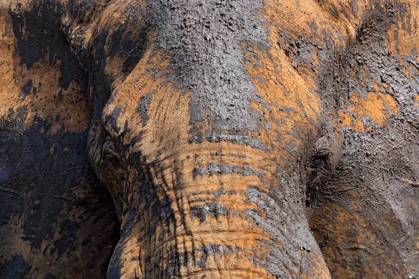 Detail Van Grote Olifant Met Klei Modder Wildlife Scène Uit — Stockfoto