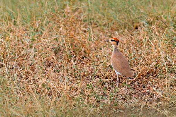 Courser Temminck Cursorius Temminckii Oiseau Assis Dans Herbe Sable Kruger — Photo