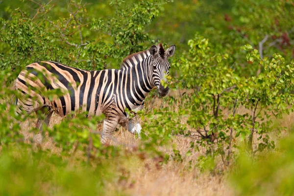 Zebra Stepowa Equus Quagga Zielonym Lesie Siedlisk Natura Ukryte Liściach — Zdjęcie stockowe