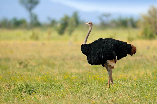 Strauß Struthio Camelus Großer Vogel Der Sich Von Grünem Gras — Stockfoto