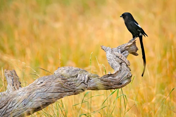 Dzierzba Sroka Urolestes Melanoleucus Afrykańskich Długosterny Ptak Siedzący Pniu Drzewa — Zdjęcie stockowe