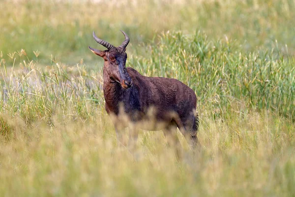 Κοινή Tsessebe Damaliscus Lunatus Λεπτομέρειες Πορτρέτο Του Μεγάλο Καφέ Αφρικανική — Φωτογραφία Αρχείου