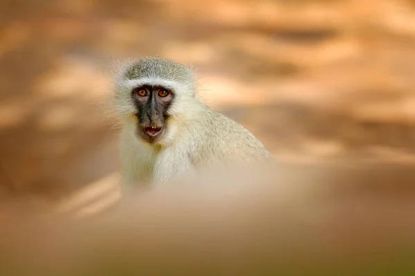 金丝猴 金丝猴 自然栖息地的灰色和黑色脸动物的肖像 南非克鲁格自然公园附近的Balule 大自然的野生动物场景 绿猴子 — 图库照片