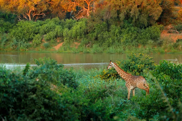 Zürafa Nehir Yakınında Yeşil Bitki Örtüsü Ile Büyük Hayvanlar Doğadan — Stok fotoğraf