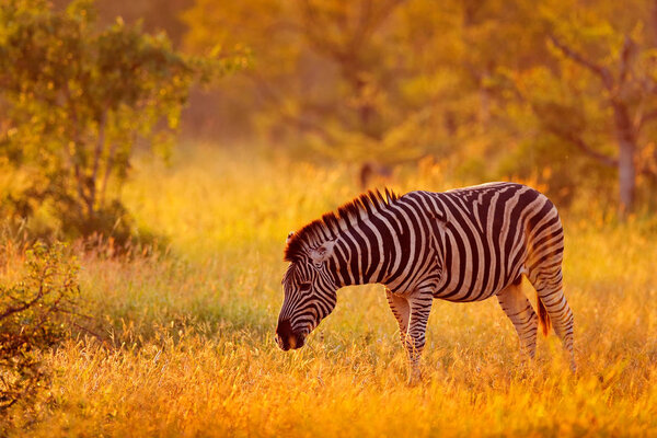 Plains zebra, Equus quagga, in the grassy nature habitat, evening light, Kruger National Park, South Africa. Wildlife scene from African nature. Zebra sunset with trees.